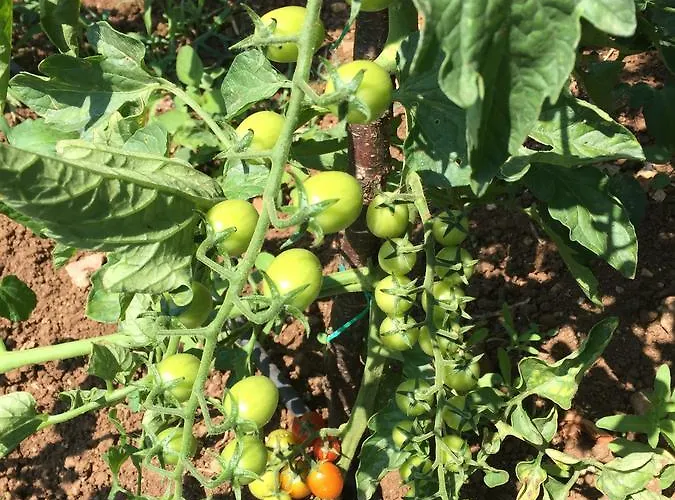 Pyramid Boutique Otel Kayaköy