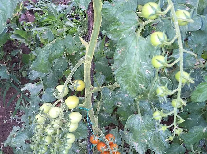 Otel Pyramid Boutique Kayaköy