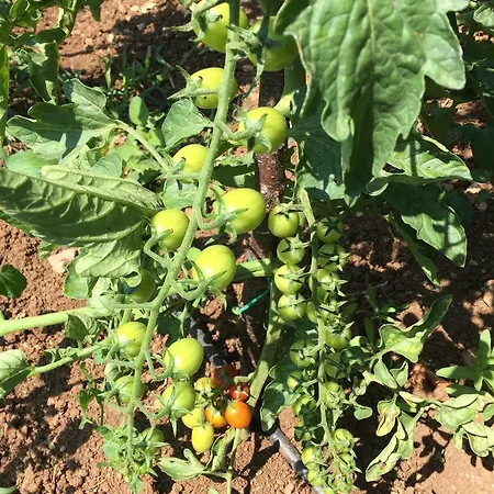 Pyramid Boutique Otel Kayaköy