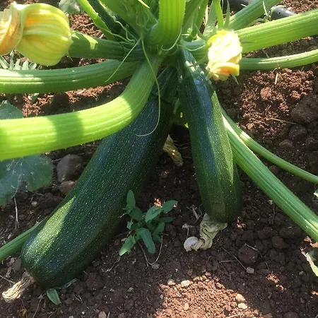 Pyramid Boutique ホテル Kayakoy