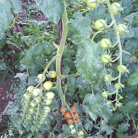 מלון Pyramid Boutique Kayakoy